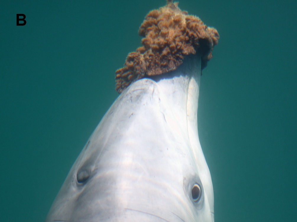  photo credit Eric Patterson Shark Bay Dolphin Project 